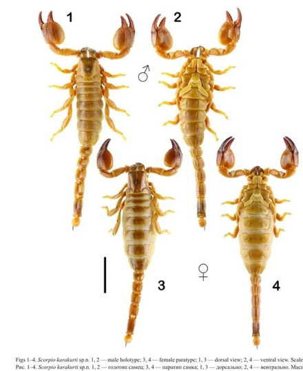 Yeni Bir Tür Keşfi: Scorpio karakurti